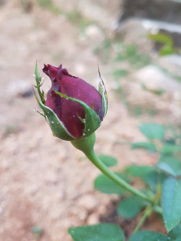 rose