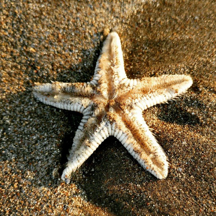 Starry Fish
