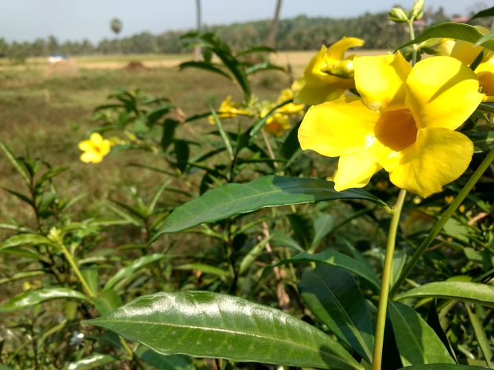 yellow flower