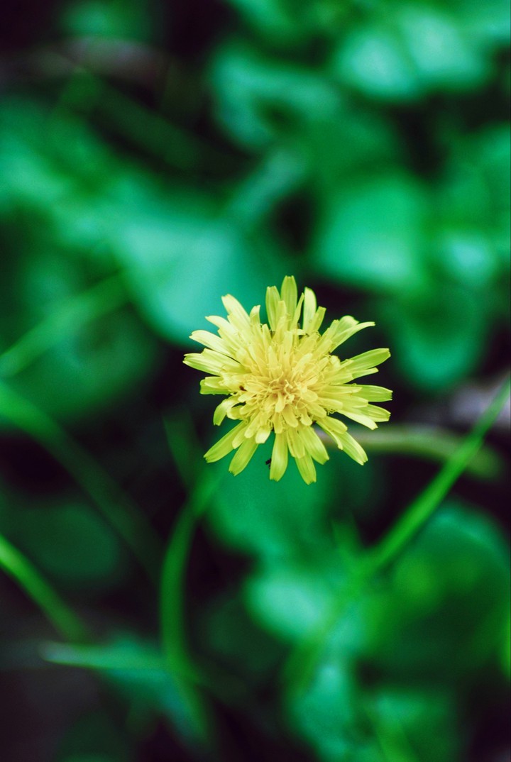 flower -my click-
