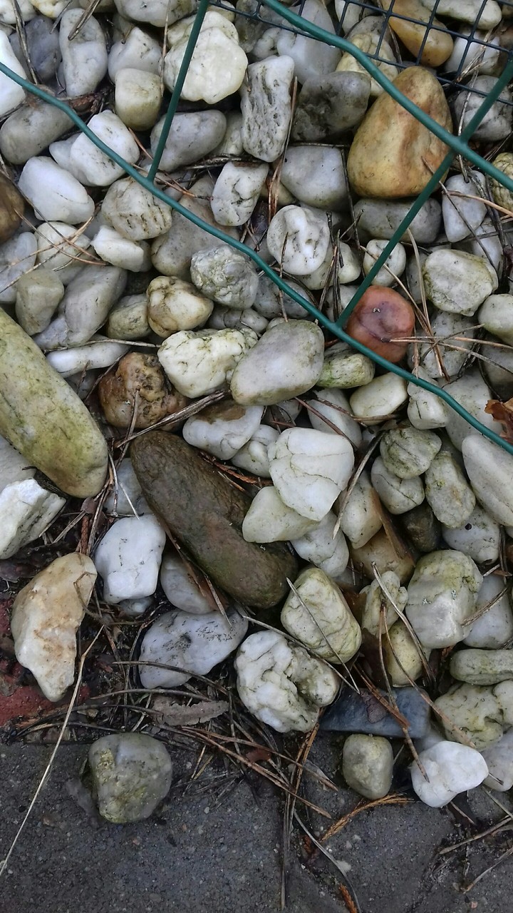 Rocks