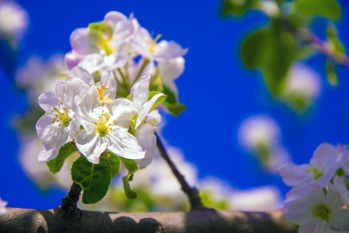 spring