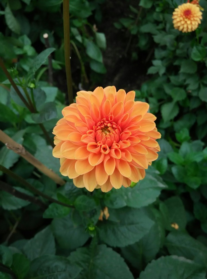 Orange flower