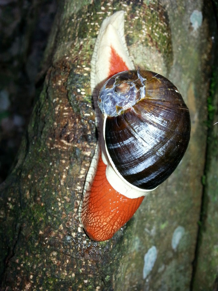 snail 