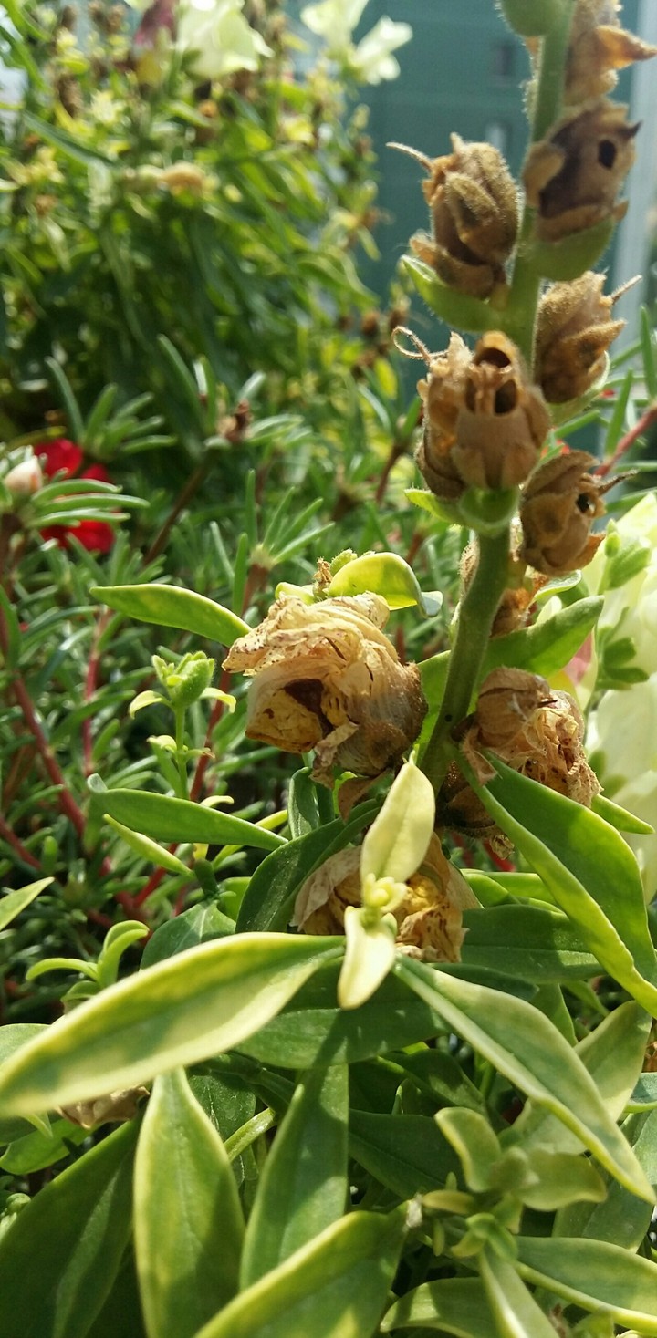 snapdragon