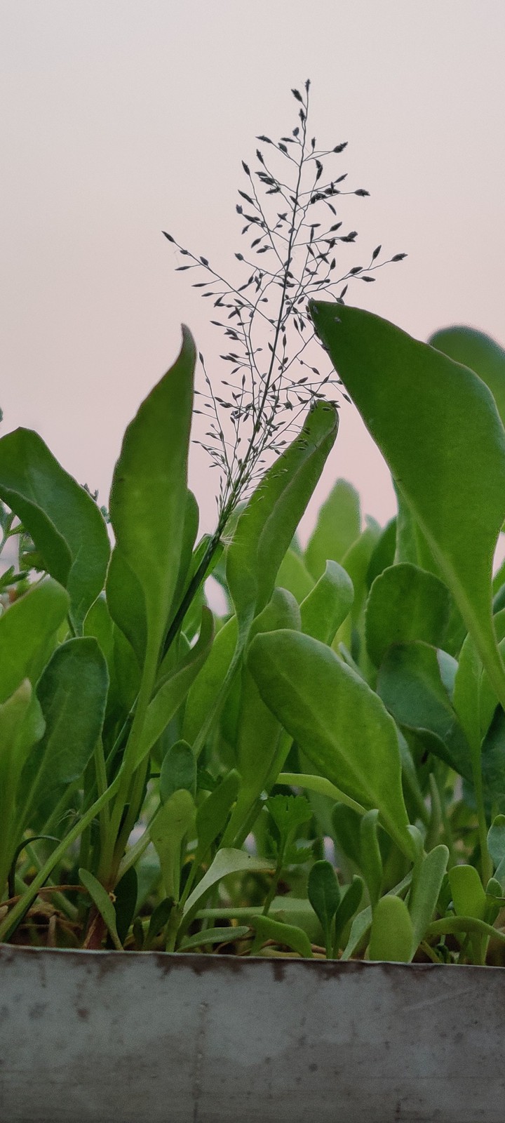 ??