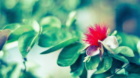 mysterious flower