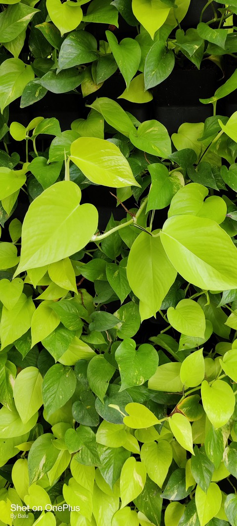 Leaves