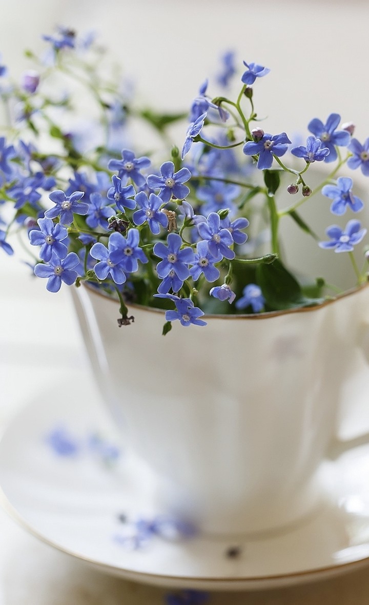 forgetmenot