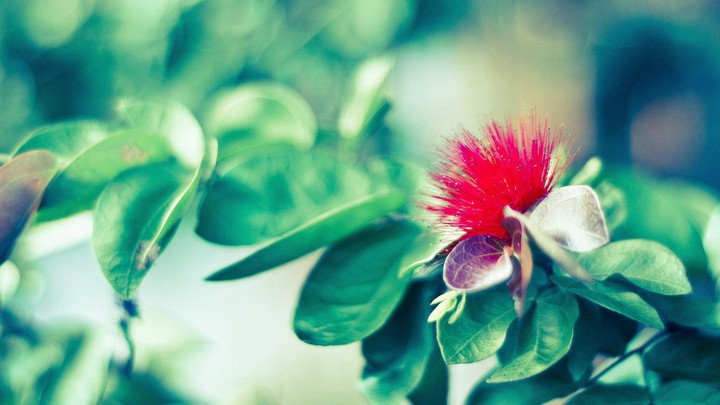 mysterious flower