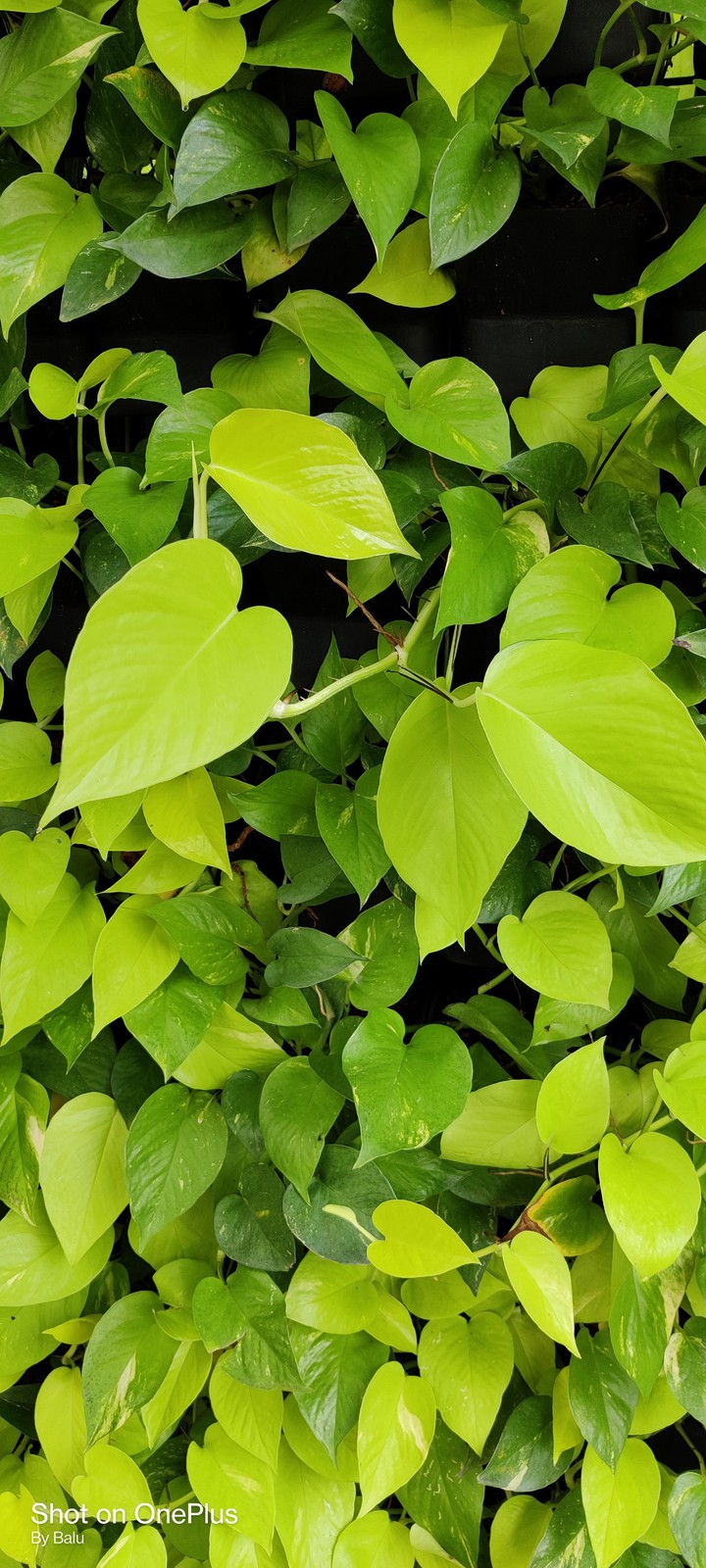 Leaves