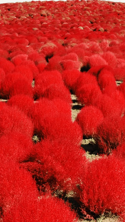red trees