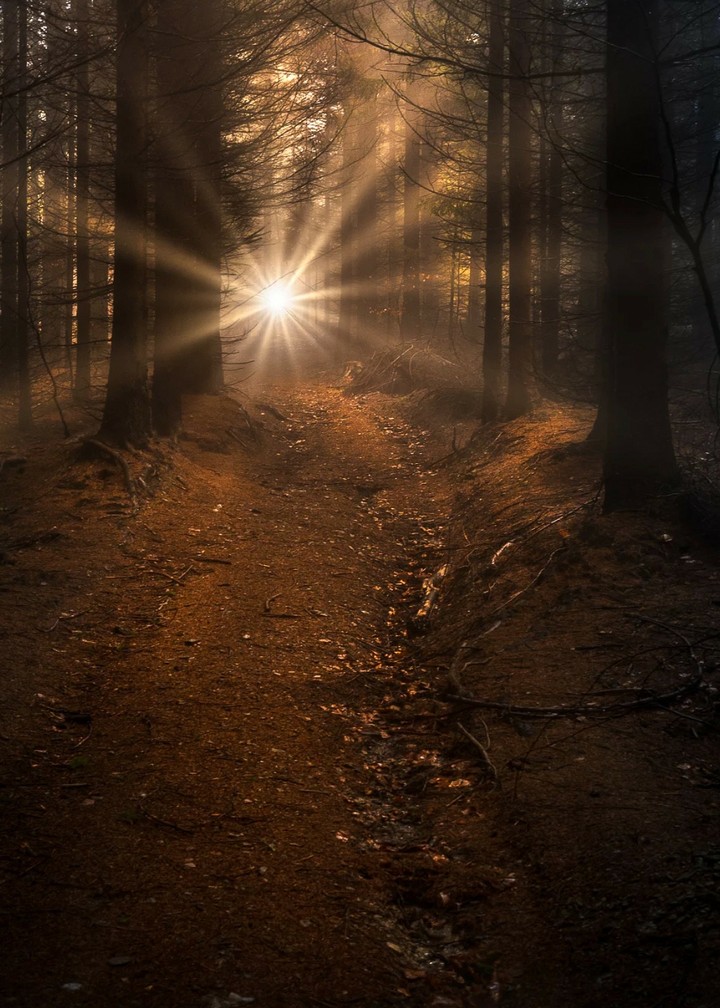 Mooring Forrest