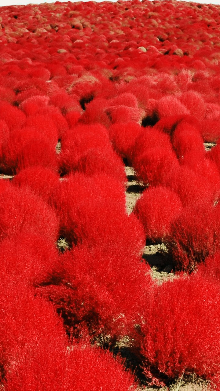 red trees