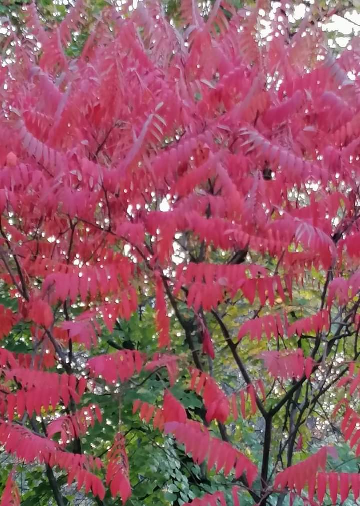 Nature)