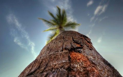 palm tree