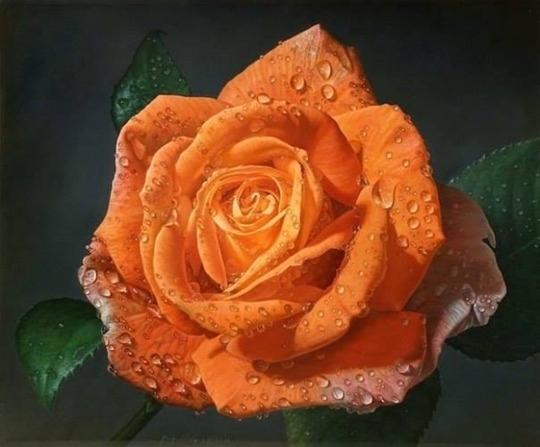 Orange Rose