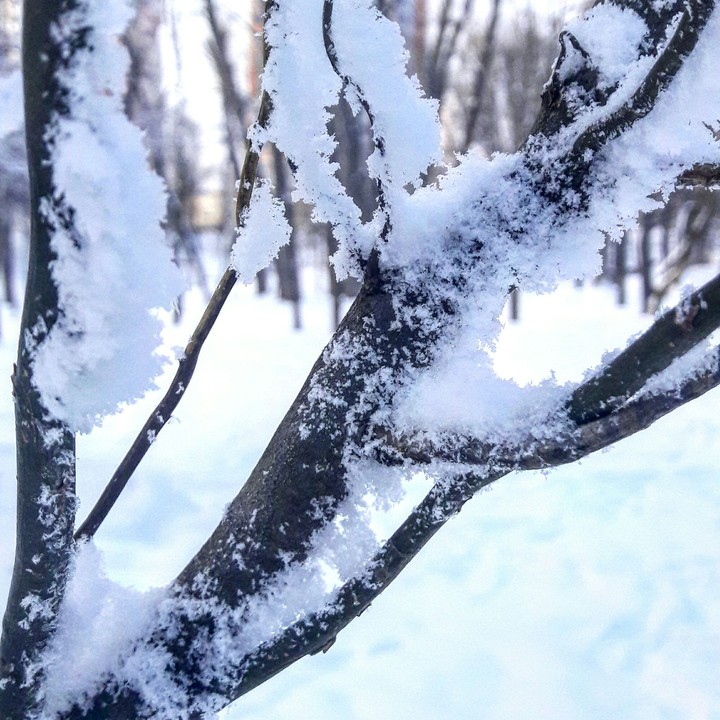 snow tree