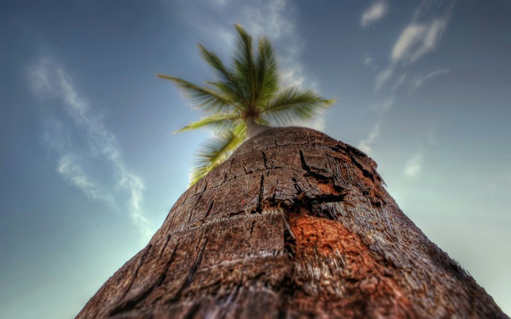 palm tree