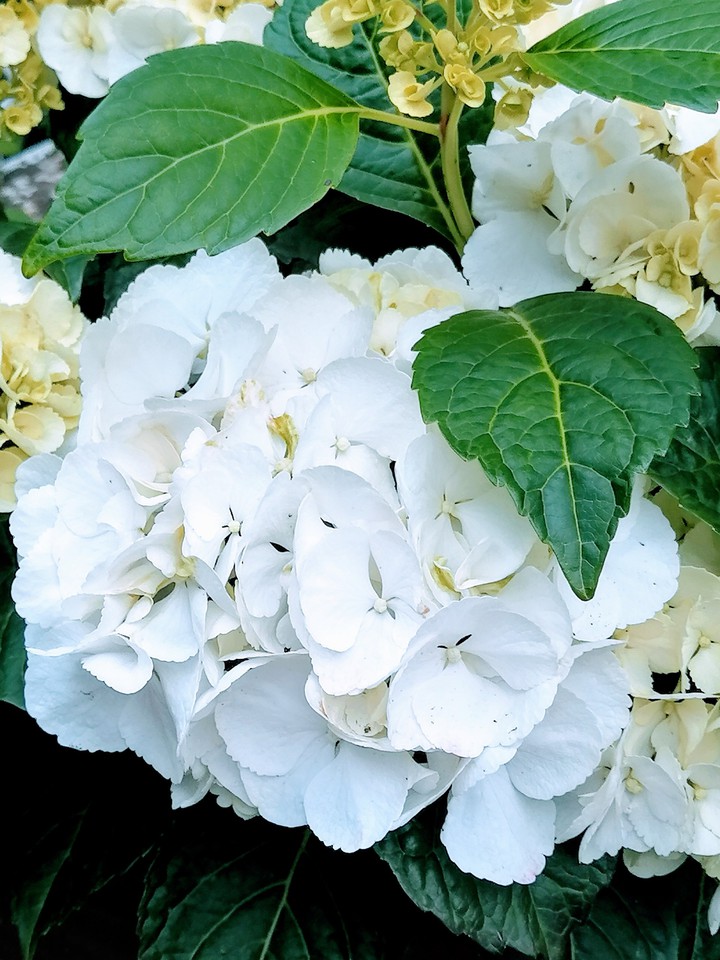 Blume