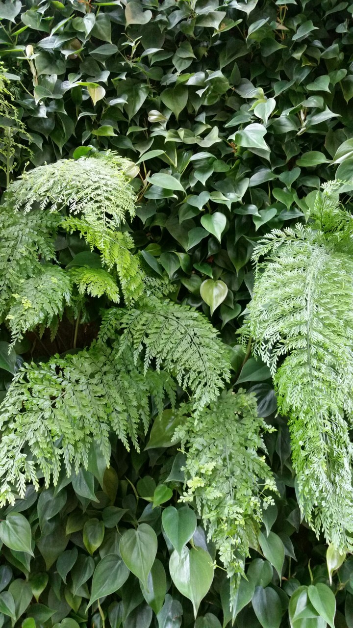 Green Wall