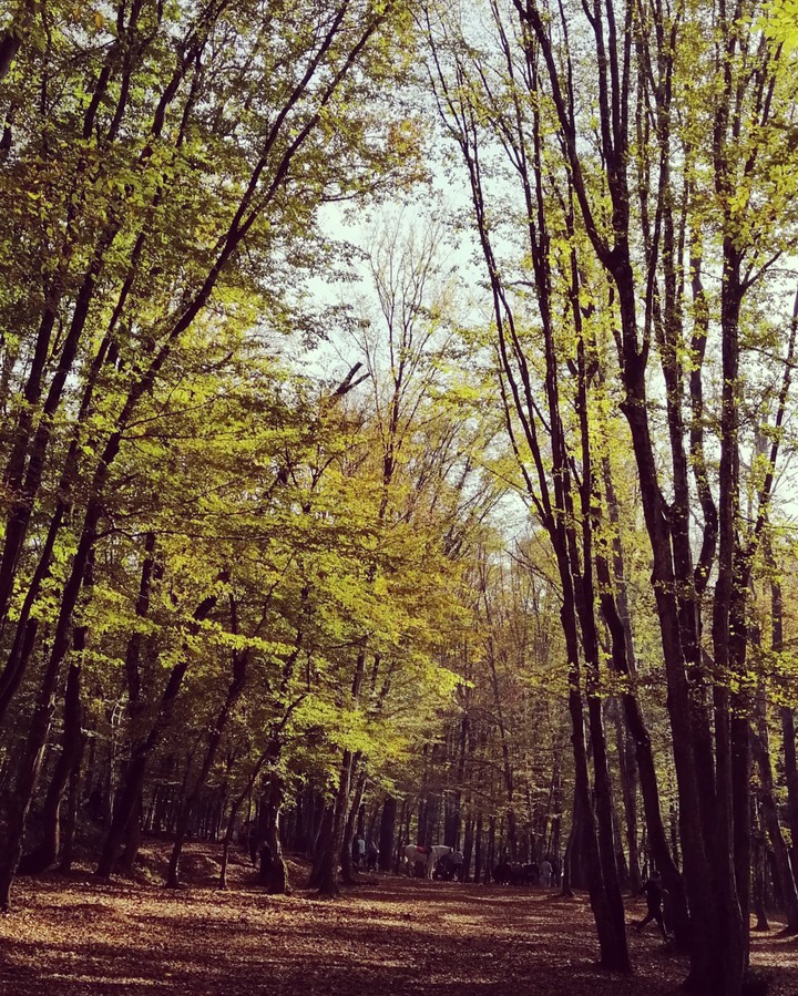 Forest