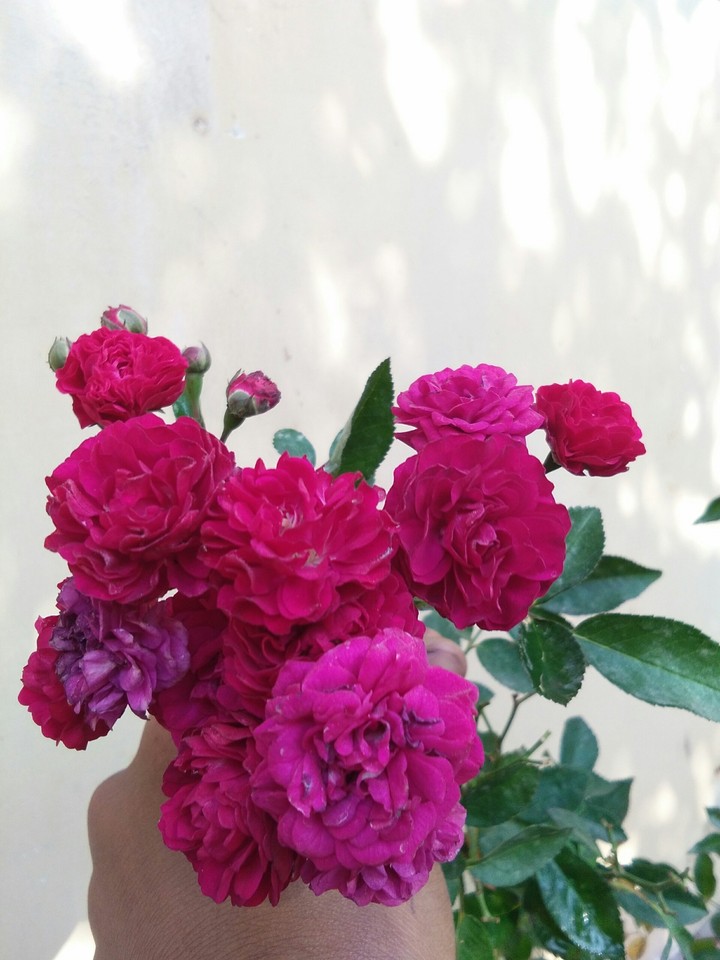 beautiful  rose