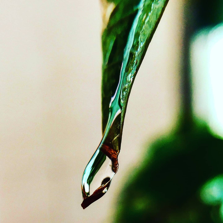 last drop