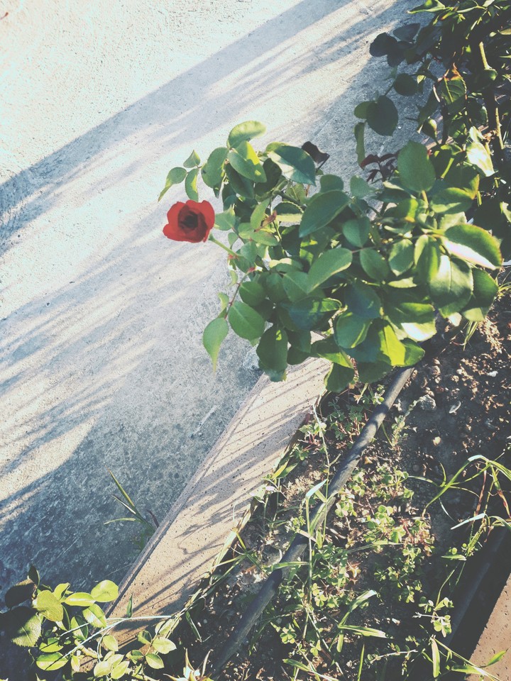 flower