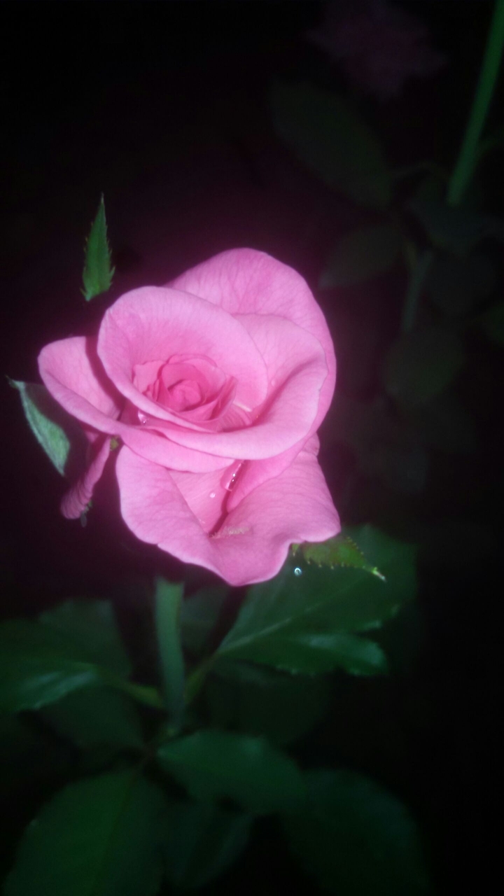 blossom
