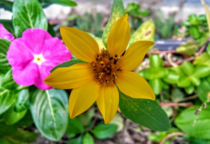 flowers