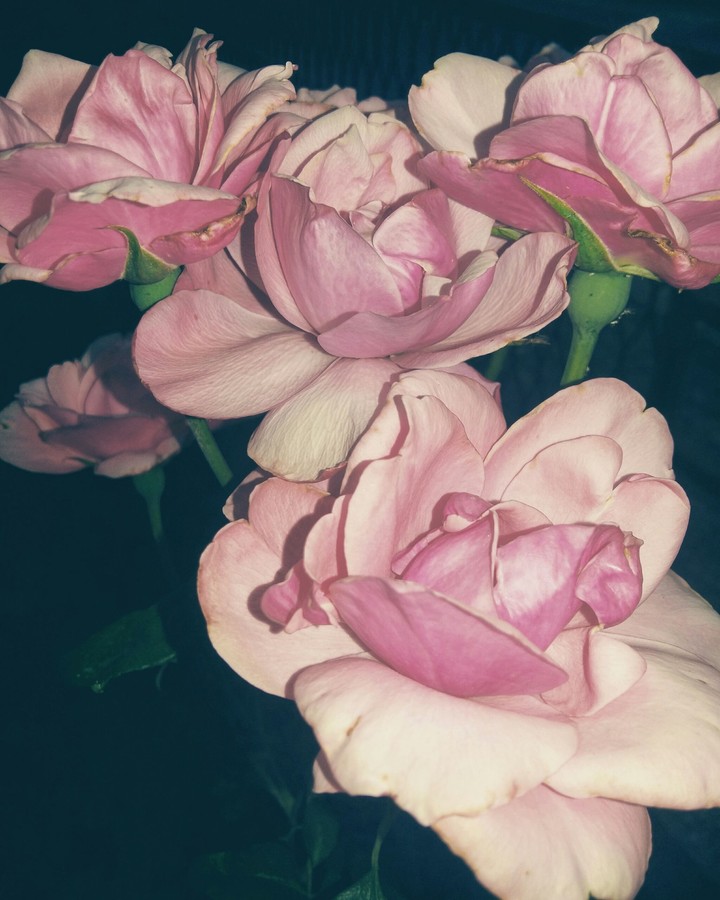 Pink dream