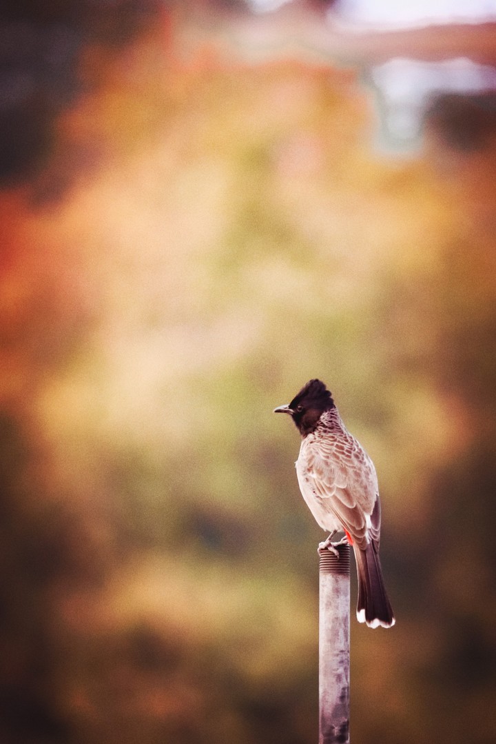 bird