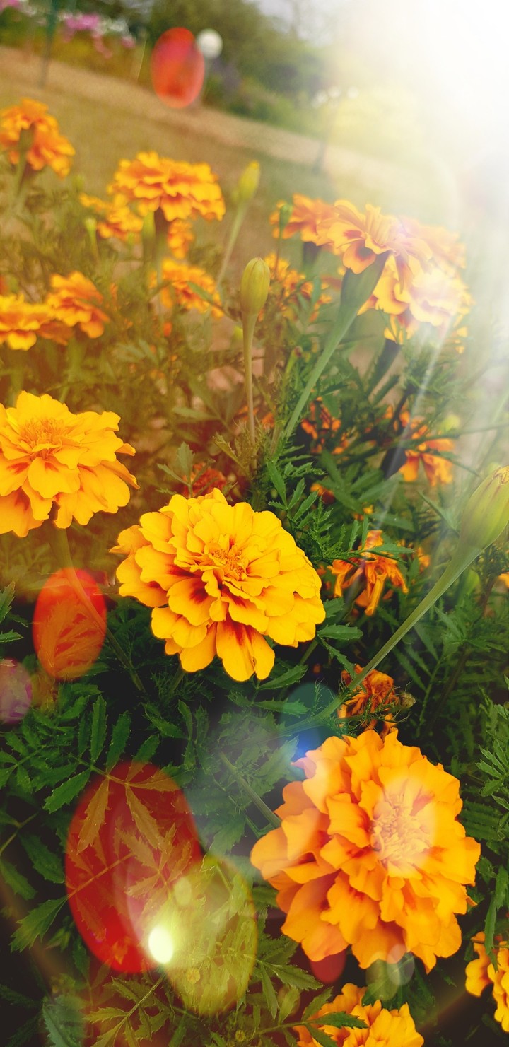 Blumen