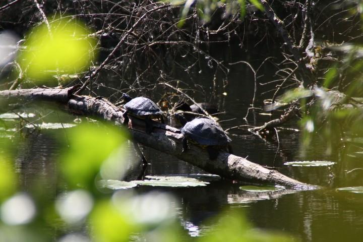 turtles