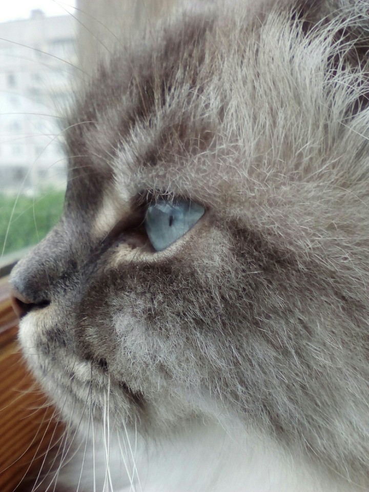 cat