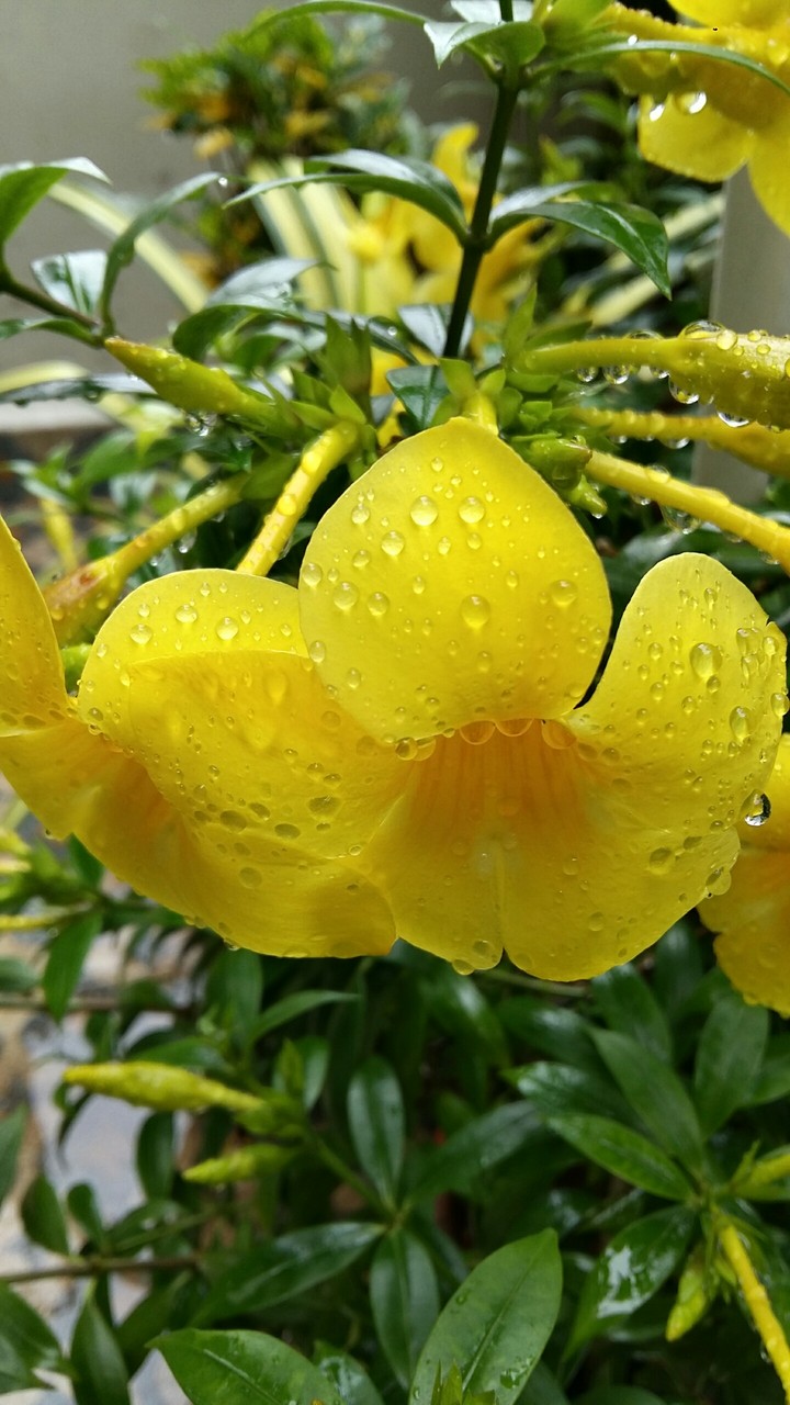 yellow mellow