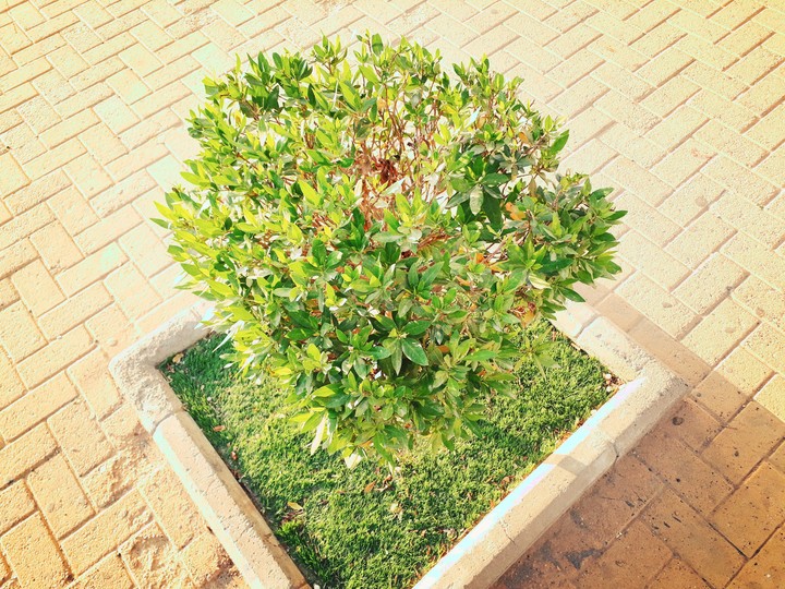 plant