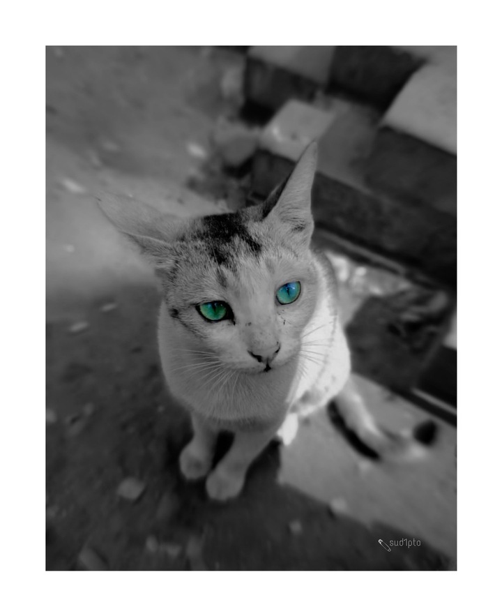 বিরাল