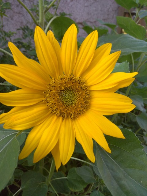sonnenblume