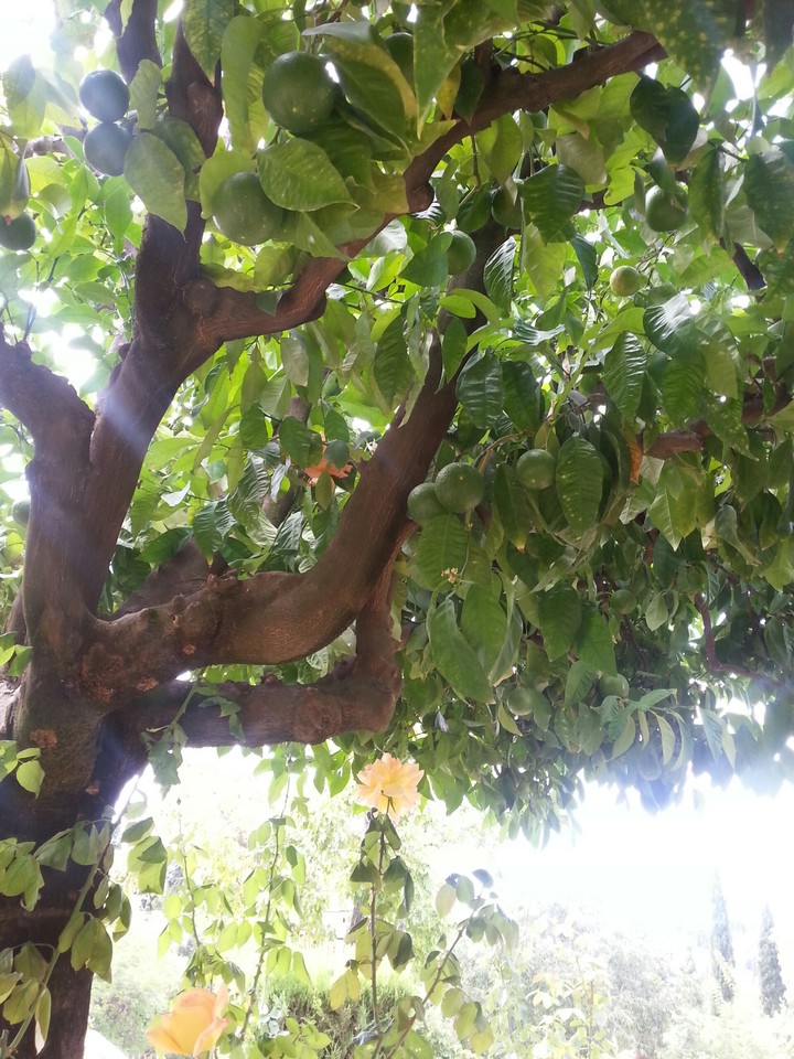 orange tree