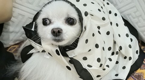 seal