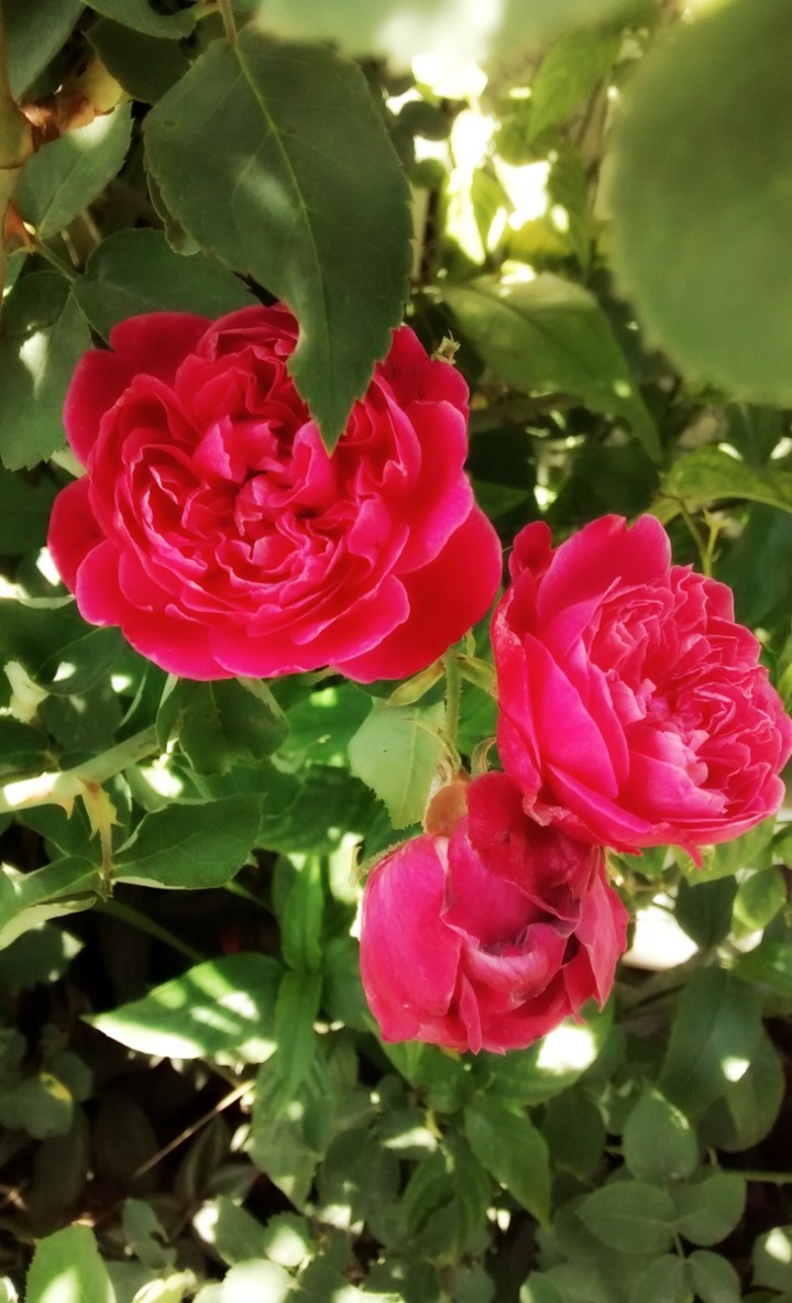 Rosa