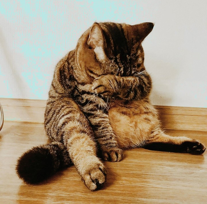 cat