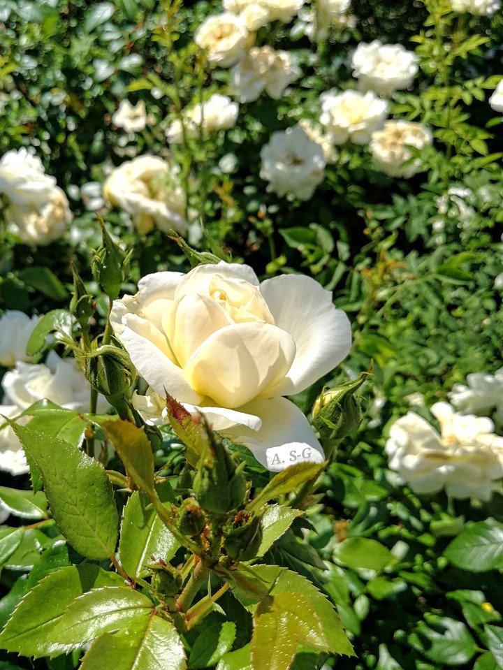 Rose aus dem Garten
