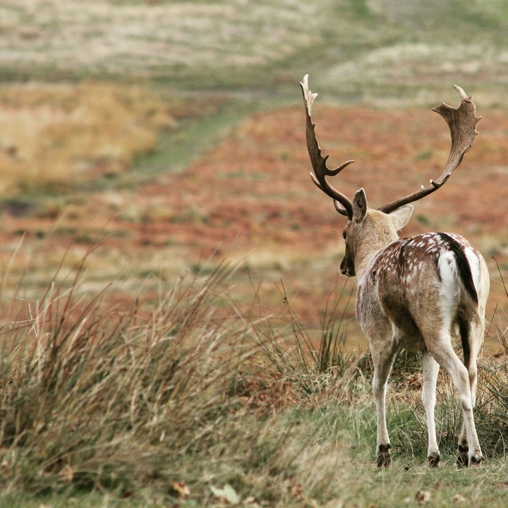 Deer
