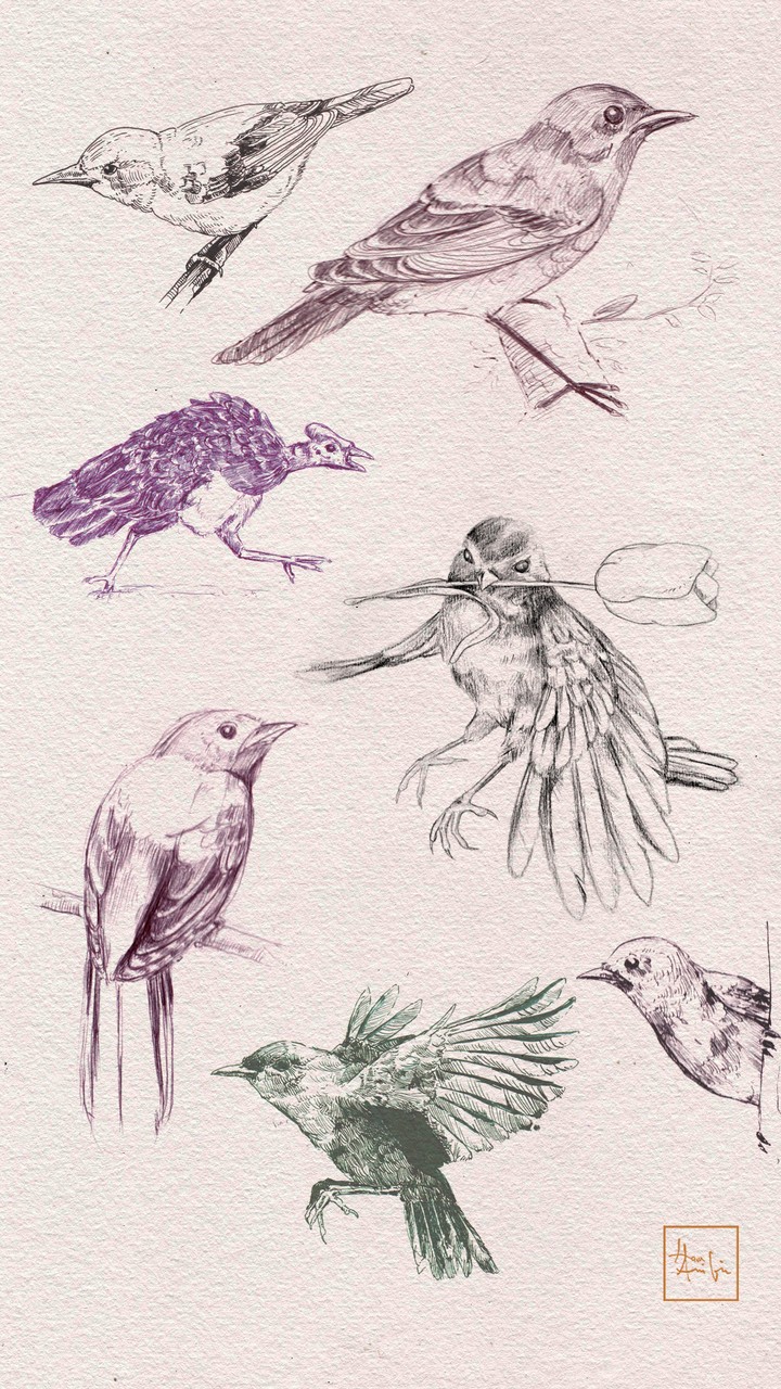 bird....
