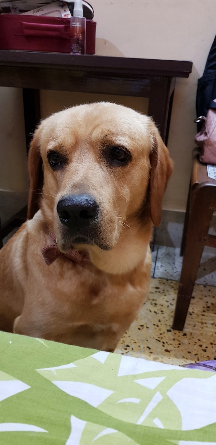 lebrador dog