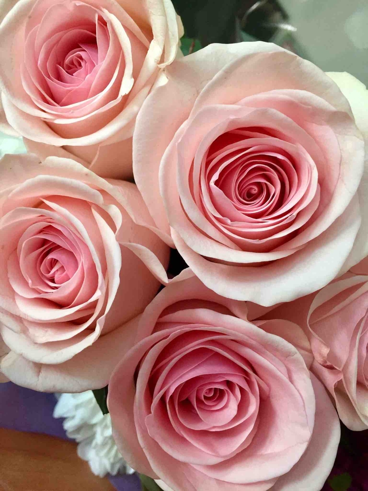 Roses