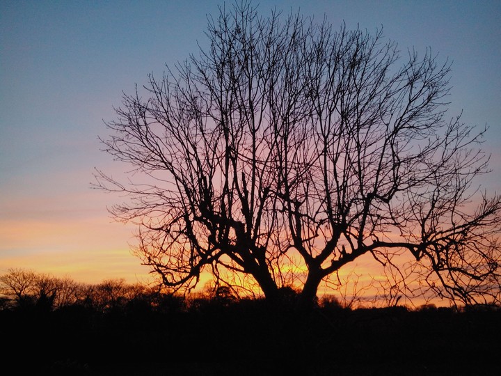 Sunset with tree outline